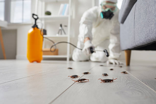 Post-Treatment Bed Bug Interceptor Monitoring in Granite Shoals
